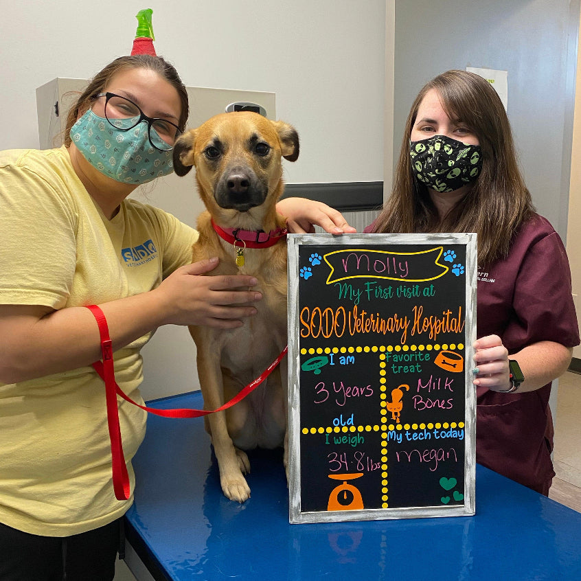 Veterinary First Visit Chalkboard - Vet Visit Chalkboard - Pets First Visit